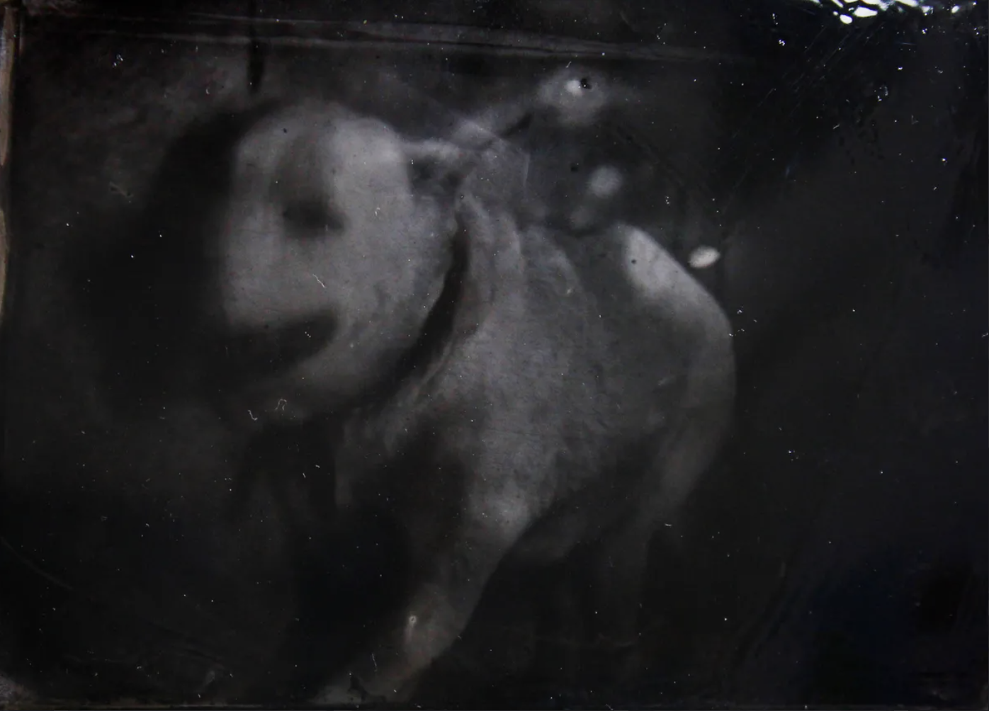 Wet plate Collodion